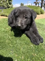 German Shepherd Puppy, a male German Shepherd Dog for sale in Phelan, CA – 4 of 8