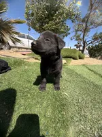 German Shepherd Puppy, a female German Shepherd Dog for sale in Phelan, CA – 2 of 9