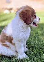 Charley, a female Saint Berdoodle for sale in Shallowater, TX – 8 of 10