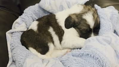 Delta, a male Saint Berdoodle for sale in Shallowater, TX – 7 of 7