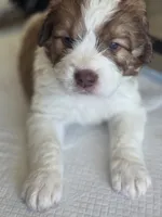 Charley, a female Saint Berdoodle for sale in Shallowater, TX – 4 of 10