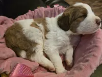 Charley, a female Saint Berdoodle for sale in Shallowater, TX – 2 of 3