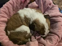 Juliet, a female Saint Berdoodle for sale in Shallowater, TX – 4 of 6