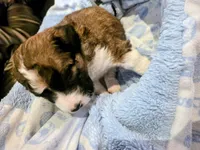 Echo, a male Saint Berdoodle for sale in Shallowater, TX – 4 of 5