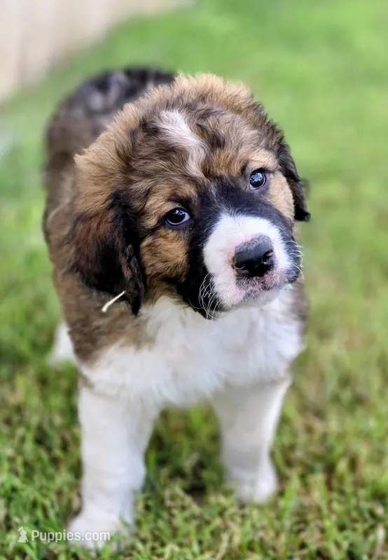 Echo – Saint Berdoodle puppy for sale in Shallowater, TX