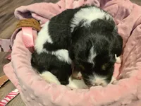 Sierra, a female Saint Berdoodle for sale in Shallowater, TX – 3 of 5