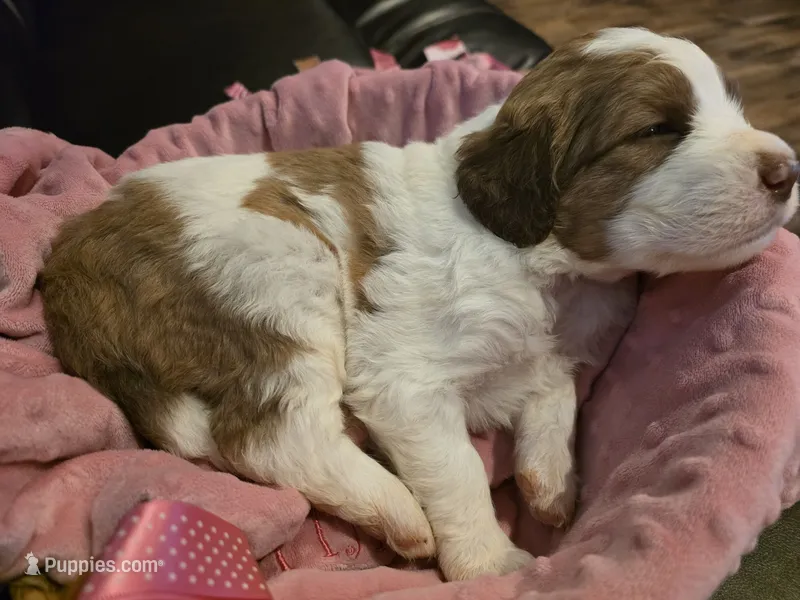 Charley – Saint Berdoodle puppy for sale in Shallowater, TX