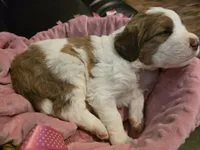 Charley, a female Saint Berdoodle for sale in Shallowater, TX – 1 of 3