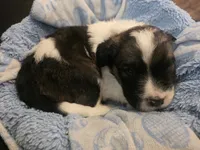 Delta, a male Saint Berdoodle for sale in Shallowater, TX – 4 of 7