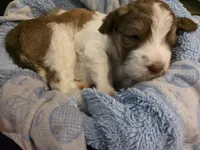 Foxtrot, a male Saint Berdoodle for sale in Shallowater, TX – 2 of 5