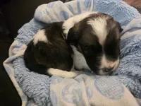 Delta, a male Saint Berdoodle for sale in Shallowater, TX – 5 of 7