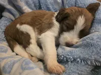 Romeo, a male Saint Berdoodle for sale in Shallowater, TX – 2 of 4