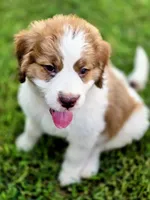Charley, a female Saint Berdoodle for sale in Shallowater, TX – 9 of 10
