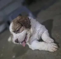Charley, a female Saint Berdoodle for sale in Shallowater, TX – 6 of 10