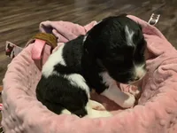 Sierra, a female Saint Berdoodle for sale in Shallowater, TX – 2 of 5