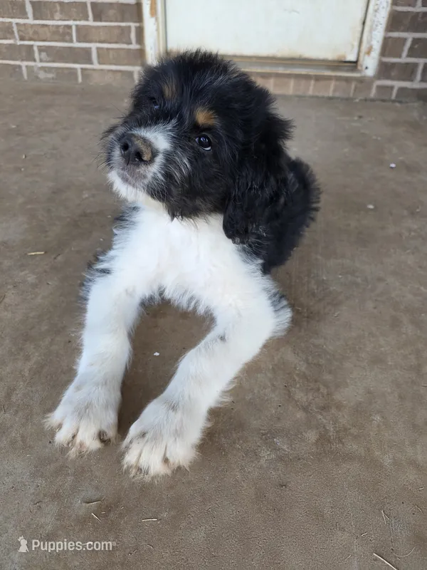 Sierra – Saint Berdoodle puppy for sale in Shallowater, TX