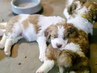Charley, a female Saint Berdoodle for sale in Shallowater, TX – 7 of 10