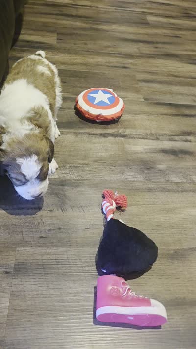 Tango, a male Saint Berdoodle for sale in Shallowater, TX – 2 of 2