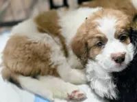 Charley, a female Saint Berdoodle for sale in Shallowater, TX – 10 of 10