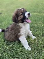 Echo, a male Saint Berdoodle for sale in Shallowater, TX – 7 of 10