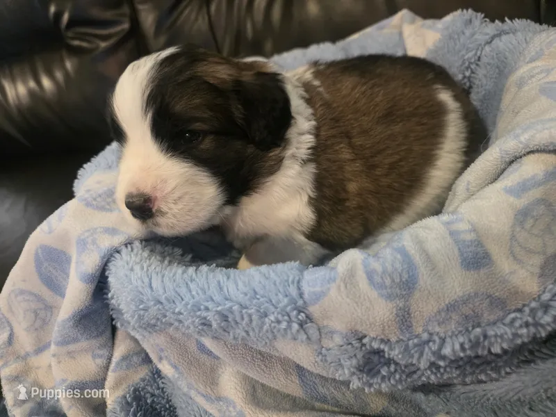 X-Ray – Saint Berdoodle puppy for sale in Shallowater, TX