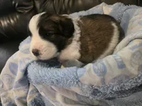 X-Ray, a male Saint Berdoodle for sale in Shallowater, TX – 1 of 5