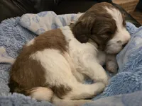 Foxtrot, a male Saint Berdoodle for sale in Shallowater, TX – 1 of 5