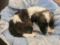Delta, a male Saint Berdoodle for sale in Shallowater, TX – 3 of 7
