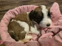 Juliet, a female Saint Berdoodle for sale in Shallowater, TX – 1 of 6