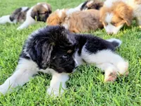 Sierra, a female Saint Berdoodle for sale in Shallowater, TX – 4 of 7