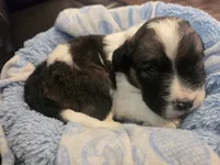 Delta, a male Saint Berdoodle for sale in Shallowater, TX – 2 of 7