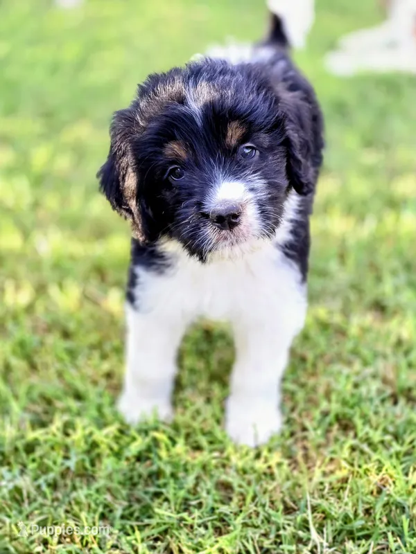 Sierra – Saint Berdoodle puppy for sale in Shallowater, TX