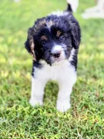 Sierra, a female Saint Berdoodle for sale in Shallowater, TX – 1 of 7