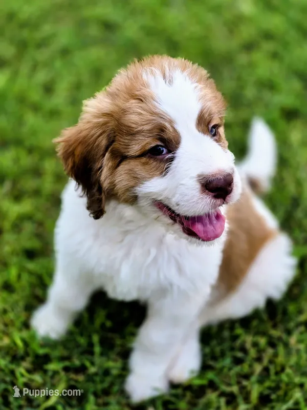 Charley – Saint Berdoodle puppy for sale in Shallowater, TX