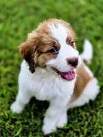 Charley, a female Saint Berdoodle for sale in Shallowater, TX – 1 of 10