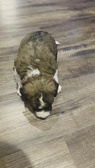 Echo, a male Saint Berdoodle for sale in Shallowater, TX – 5 of 5