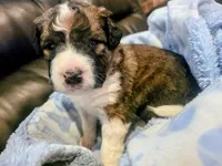 Echo, a male Saint Berdoodle for sale in Shallowater, TX – 1 of 5