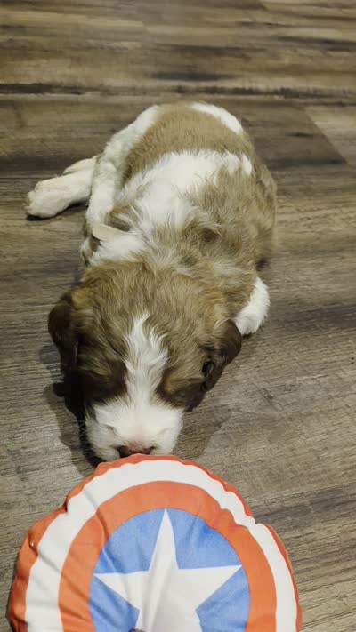 Foxtrot, a male Saint Berdoodle for sale in Shallowater, TX – 5 of 5