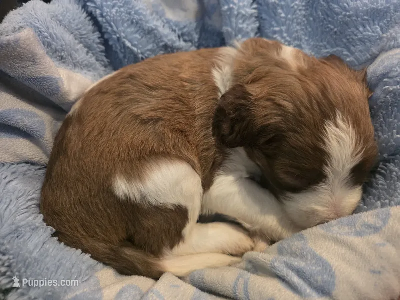 Romeo – Saint Berdoodle puppy for sale in Shallowater, TX