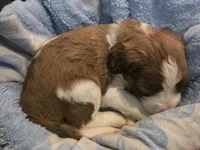 Romeo, a male Saint Berdoodle for sale in Shallowater, TX – 1 of 4
