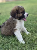 Echo, a male Saint Berdoodle for sale in Shallowater, TX – 9 of 10