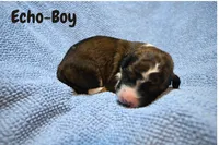 Echo, a male Saint Berdoodle for sale in Shallowater, TX – 2 of 5