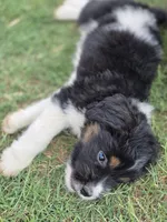 Sierra, a female Saint Berdoodle for sale in Shallowater, TX – 5 of 7