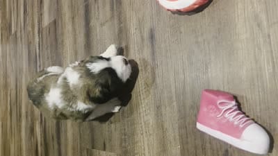 X-Ray, a male Saint Berdoodle for sale in Shallowater, TX – 5 of 5