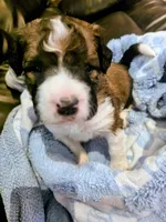 Echo, a male Saint Berdoodle for sale in Shallowater, TX – 3 of 5
