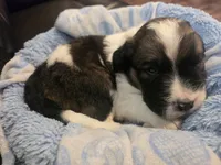 Delta, a male Saint Berdoodle for sale in Shallowater, TX – 6 of 7