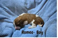 Romeo, a male Saint Berdoodle for sale in Shallowater, TX – 3 of 4