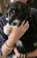 Sierra, a female Saint Berdoodle for sale in Shallowater, TX – 7 of 7