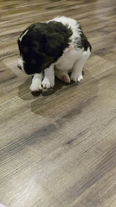 Sierra, a female Saint Berdoodle for sale in Shallowater, TX – 5 of 5