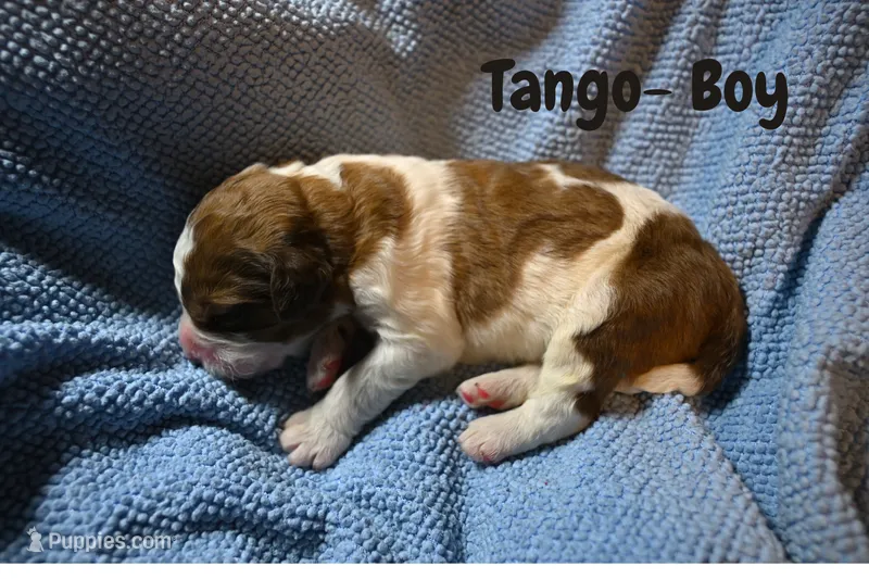 Tango – Saint Berdoodle puppy for sale in Shallowater, TX